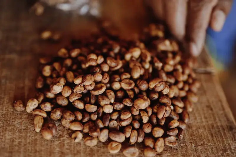 Granos de café de especialidad en proceso de fermentación o culturing.