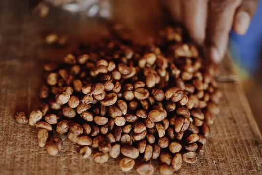 Granos de café de especialidad en proceso de fermentación o culturing.