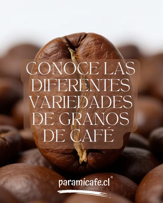 Conoce las diferentes variedades de granos de Café
